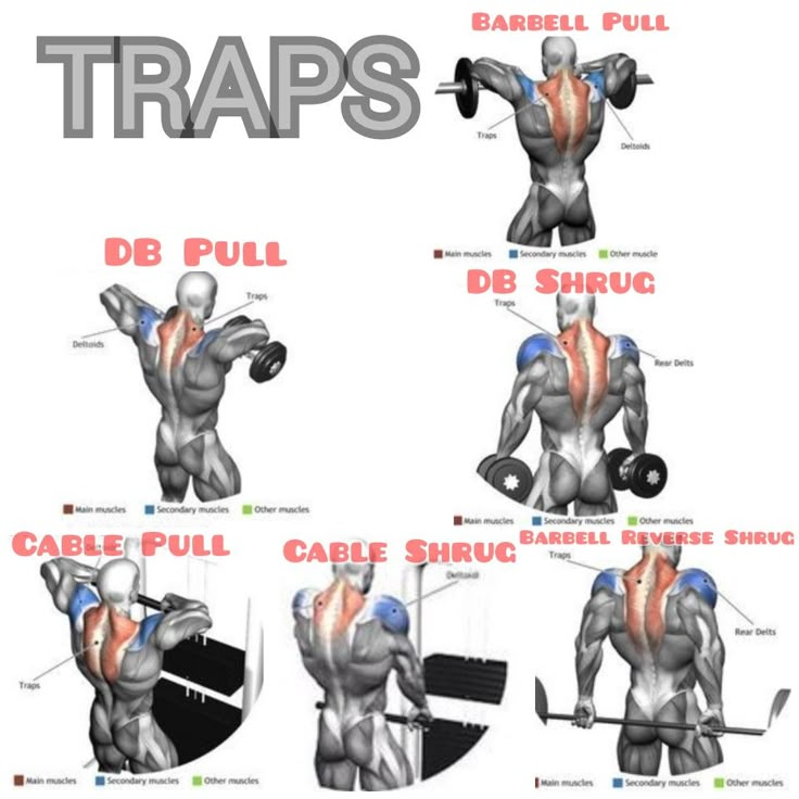 the muscles are labeled in different ways