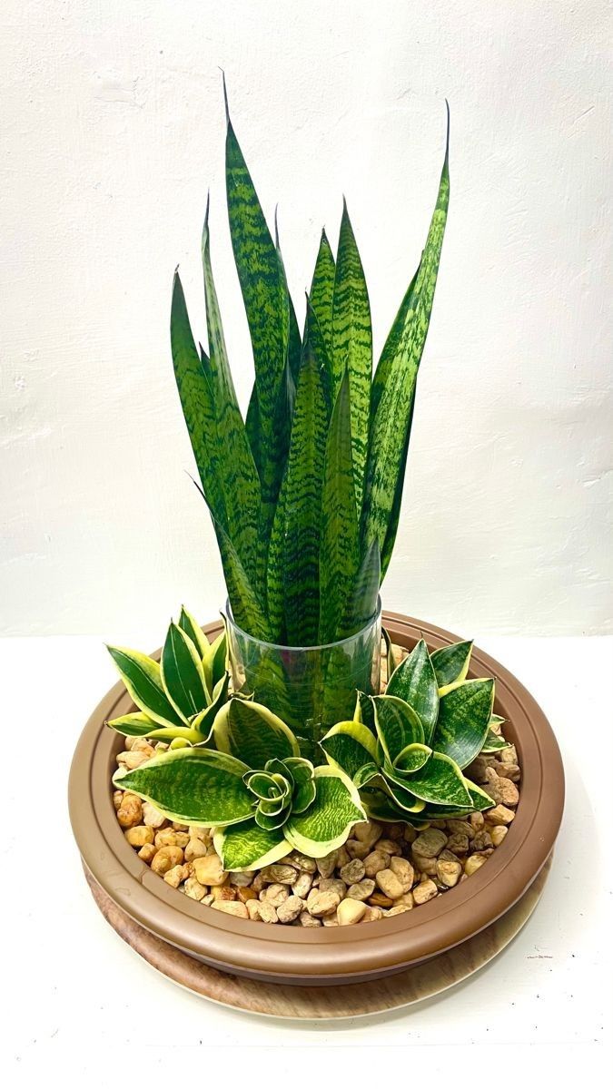 a potted plant sitting on top of a plate filled with rocks and gravel next to a white wall