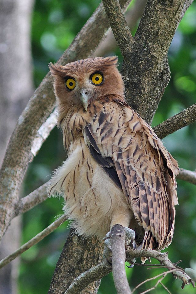 an owl sitting on top of a tree branch with yellow eyes and brown feathers, looking at the camera