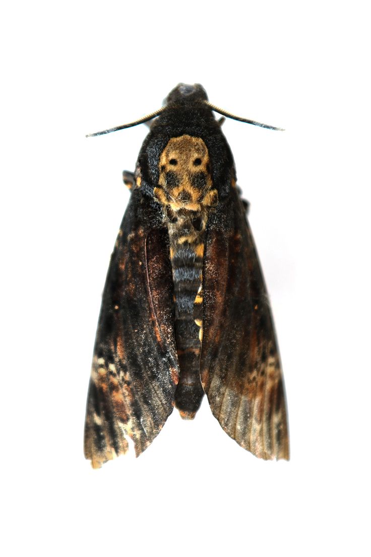 a close up of a moth on a white background