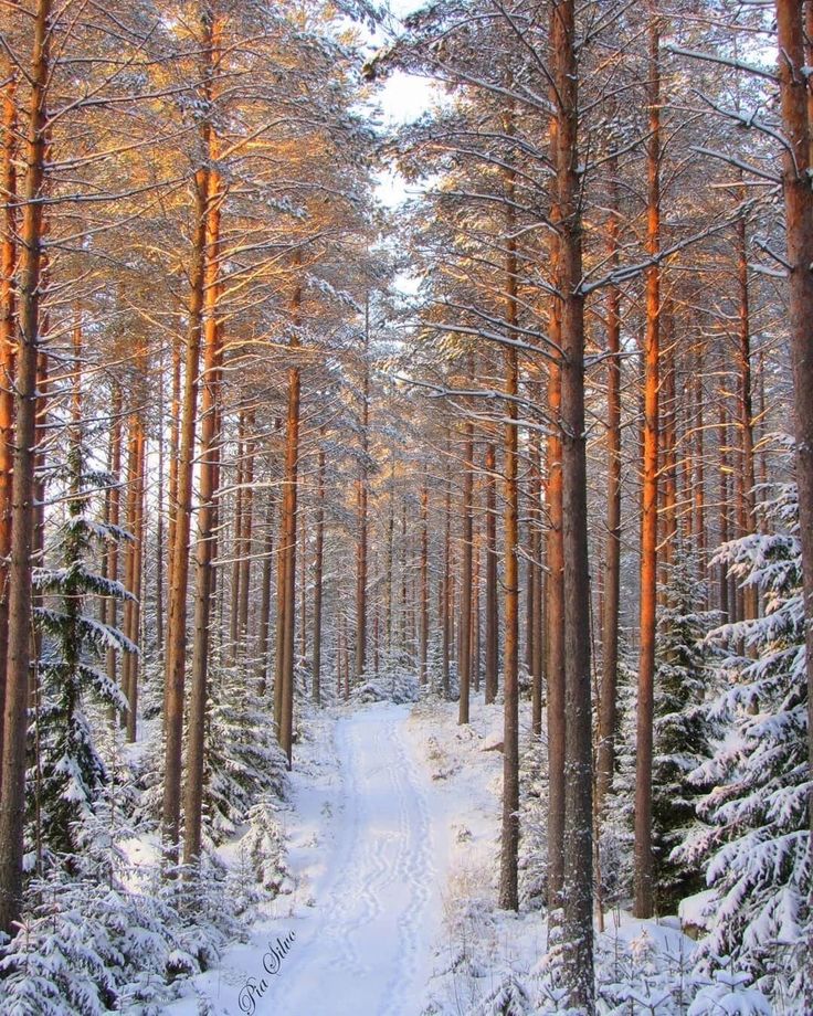 a snowy path in the middle of a pine forest