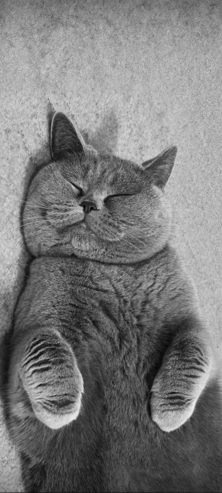 black and white photograph of a cat laying on its back with it's eyes closed