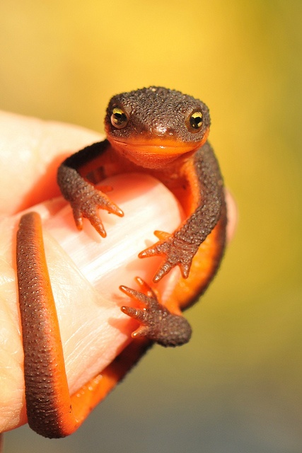 a small brown and orange frog sitting on top of a person's hand,