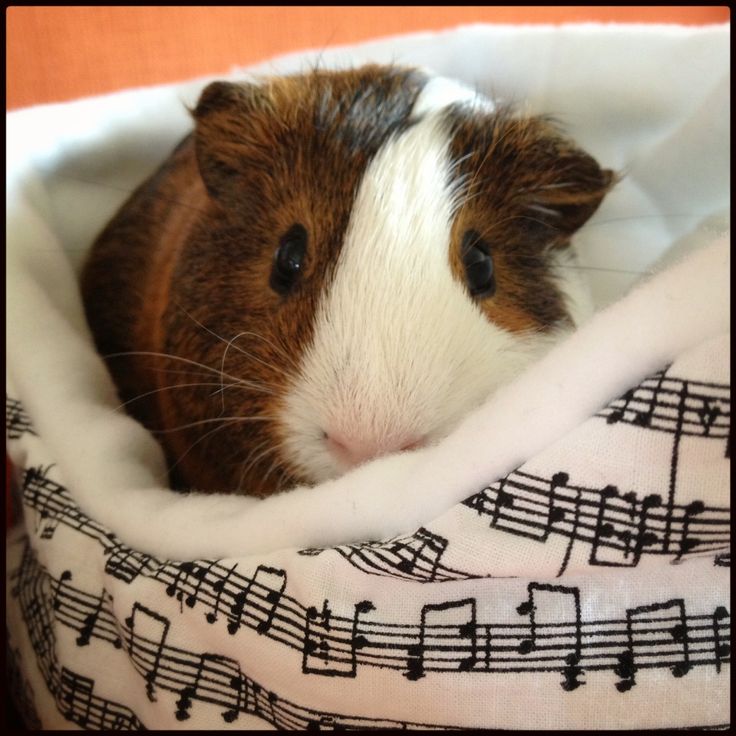 a brown and white guinea pig sitting in a blanket with musical notes on it's side