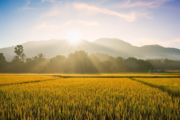 the sun shines brightly over an empty rice field in front of some mountains and trees