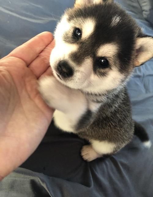 a small husky puppy sitting on top of a person's hand next to it