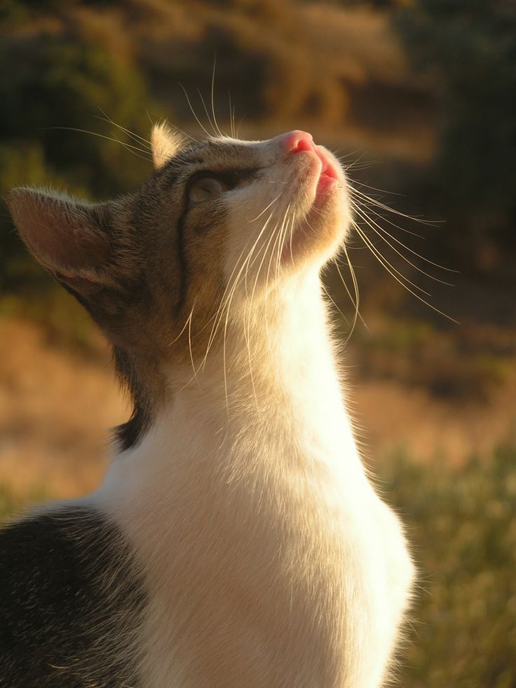 a cat looking up at the sky with its eyes closed and it's head in the air