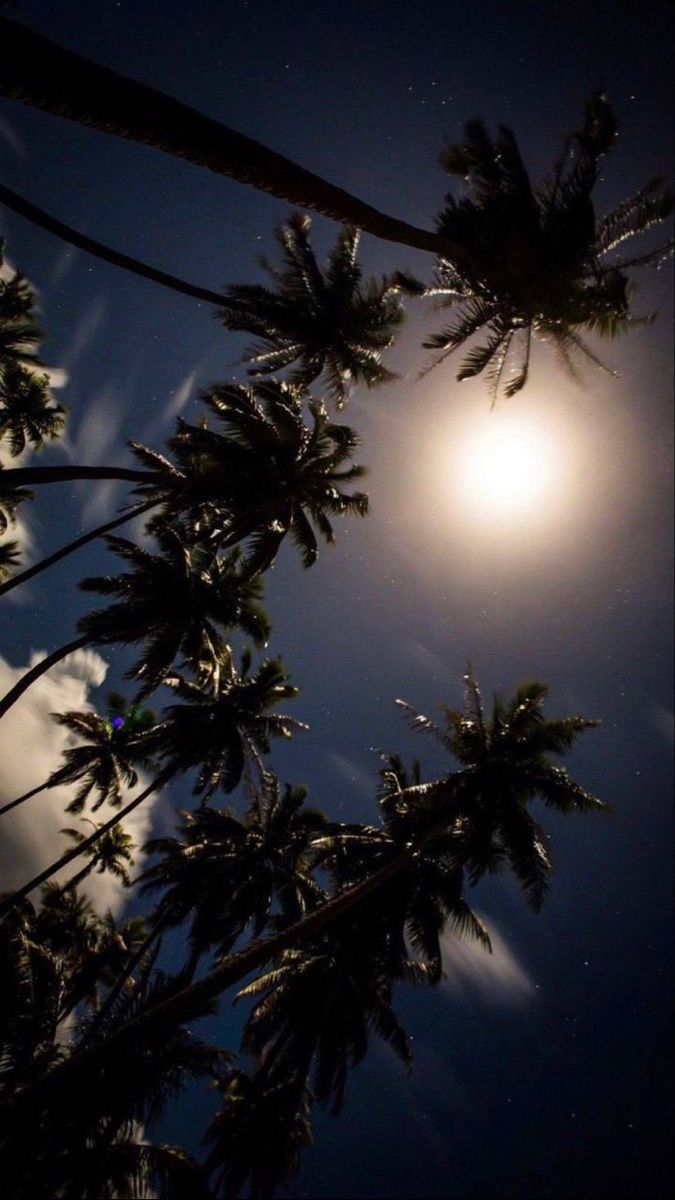 the moon shines brightly above palm trees