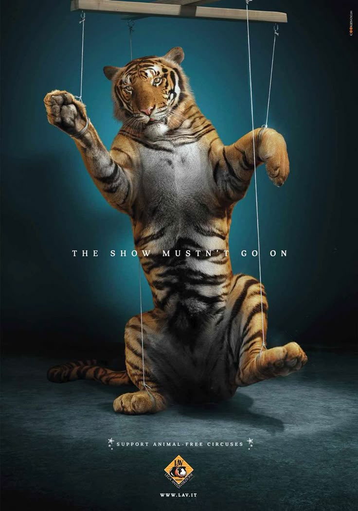 a tiger swinging on strings with the caption victory india banned the use of wild animals in circuss