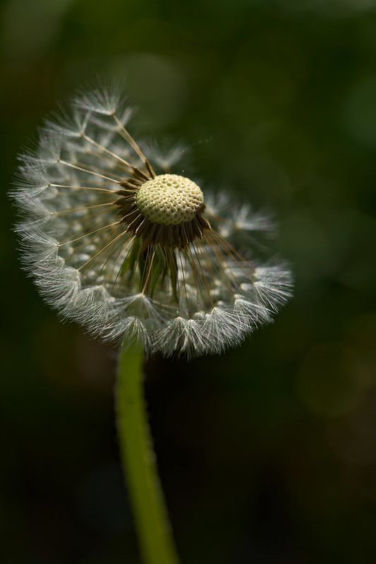 a dandelion is blowing in the wind