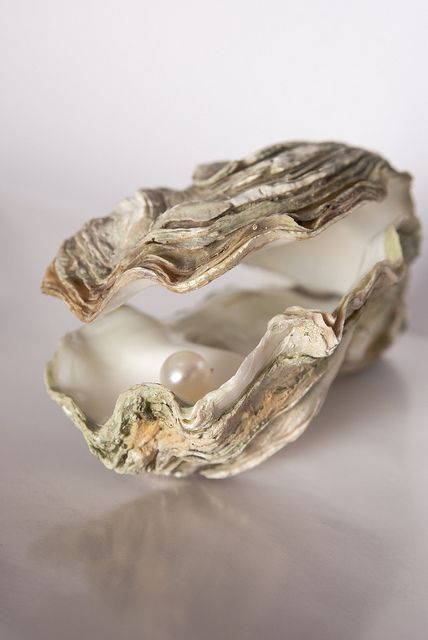 an open oyster shell on a white surface