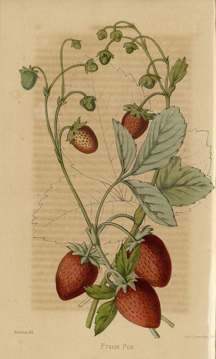 a drawing of strawberries on a branch with leaves