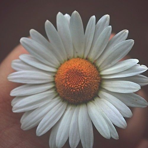 a close up of a person's hand holding a white and orange flower with yellow center