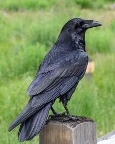 a large black bird sitting on top of a wooden post next to a green field