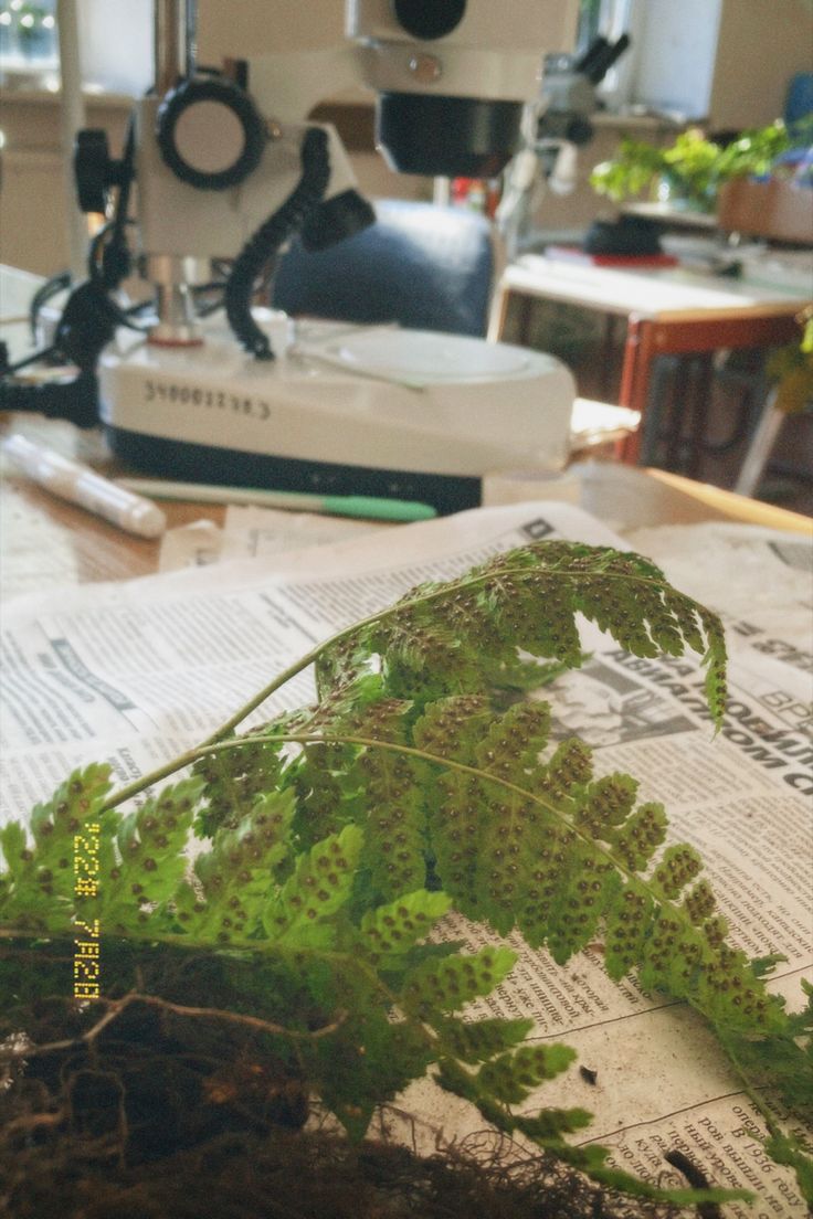 a green plant sitting on top of a newspaper next to a microscope and other equipment