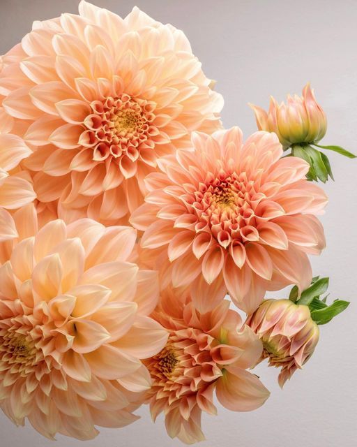 a bunch of pink flowers with green leaves on top of each flower head, in front of a white wall