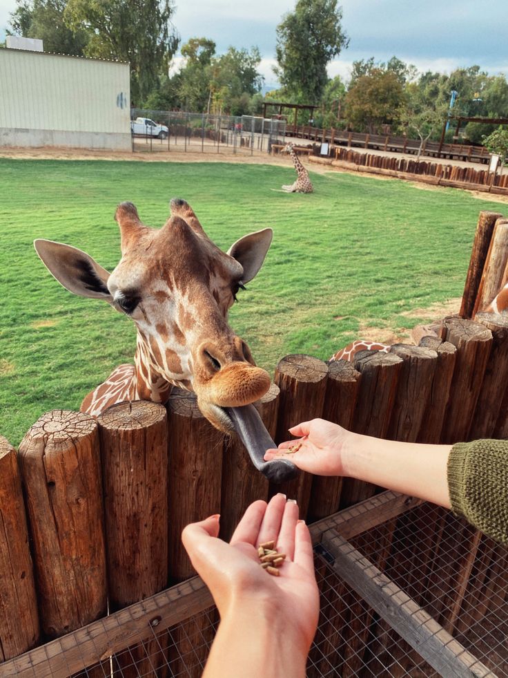 a person feeding a giraffe over a fence with their hand in front of it