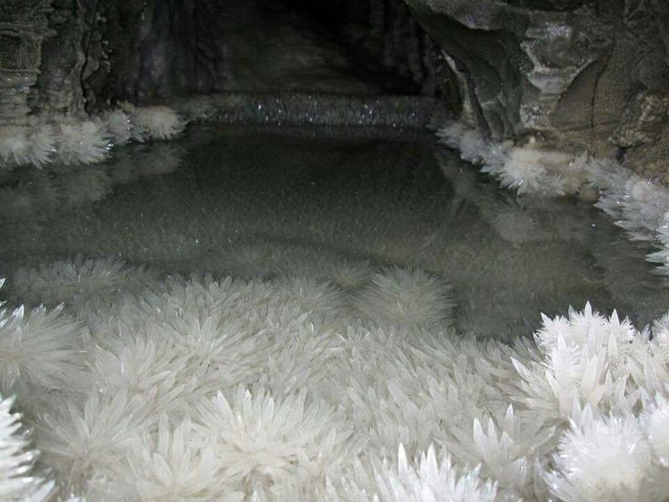 there are many white fluffy plants growing in the cave