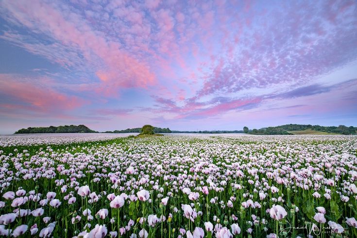 a field full of pink and white flowers under a blue sky with clouds in the background