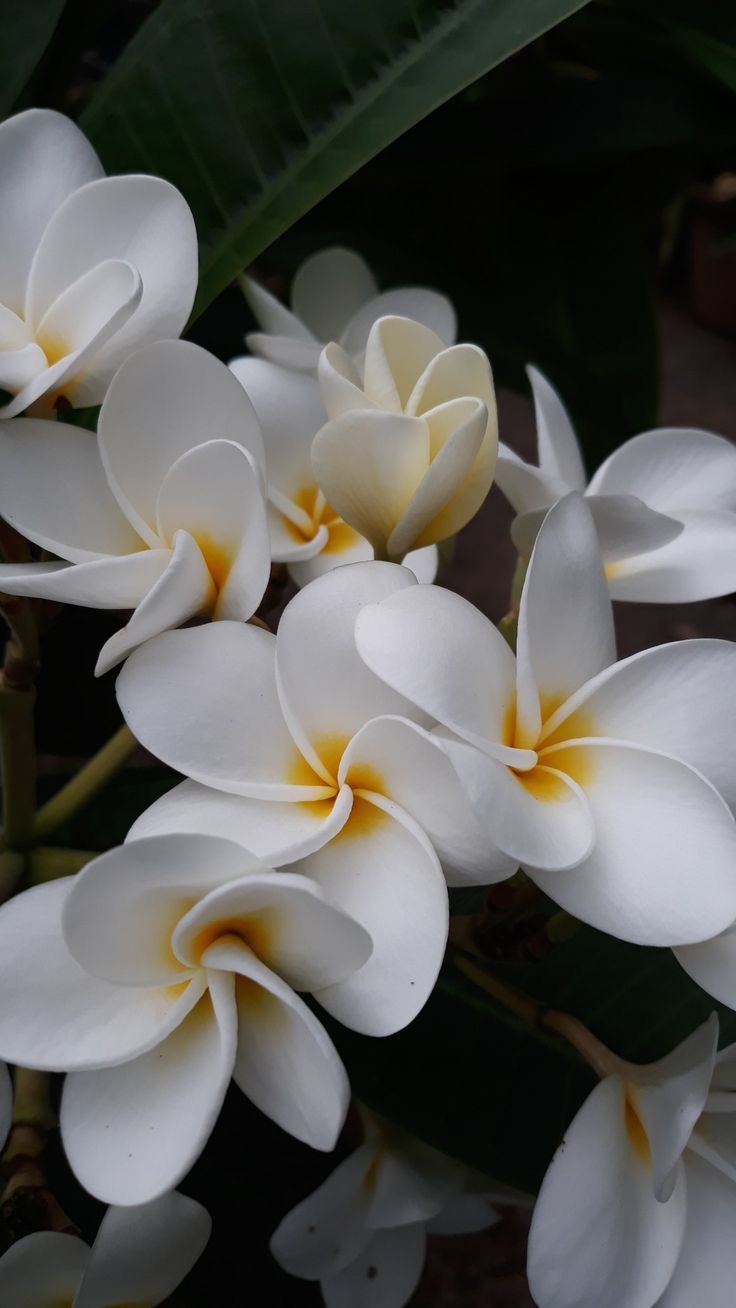 white and yellow flowers with green leaves in the background