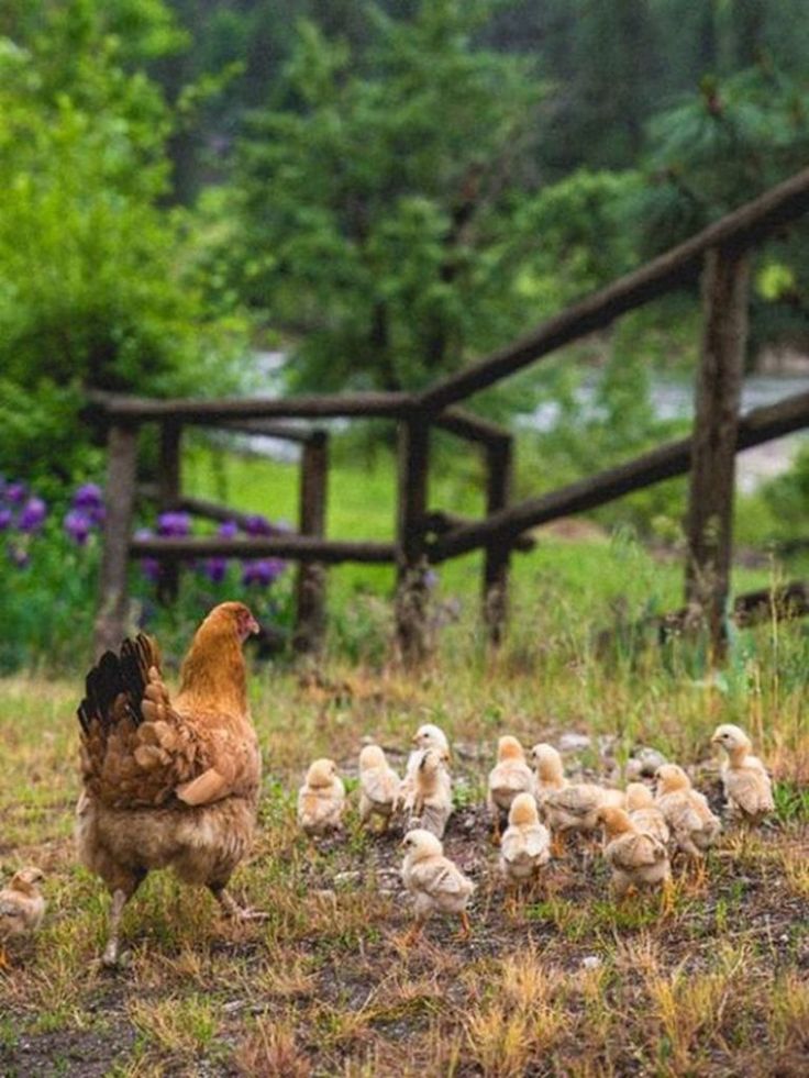 a large chicken standing next to a flock of baby chickens