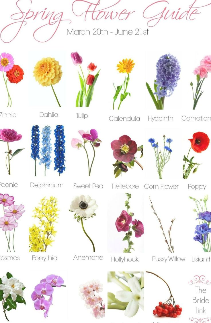 the spring flower guide is shown here