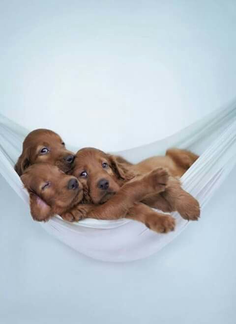 three puppies are laying in a hammock with their paws on each other