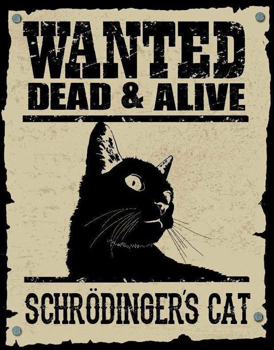 Missing Cat Poster, Schrodinger's Cat, Schrödinger's Cat, Nerd Jokes, Nerd Humor, Talk Nerdy To Me, Science Jokes, Science Humor, A Black Cat