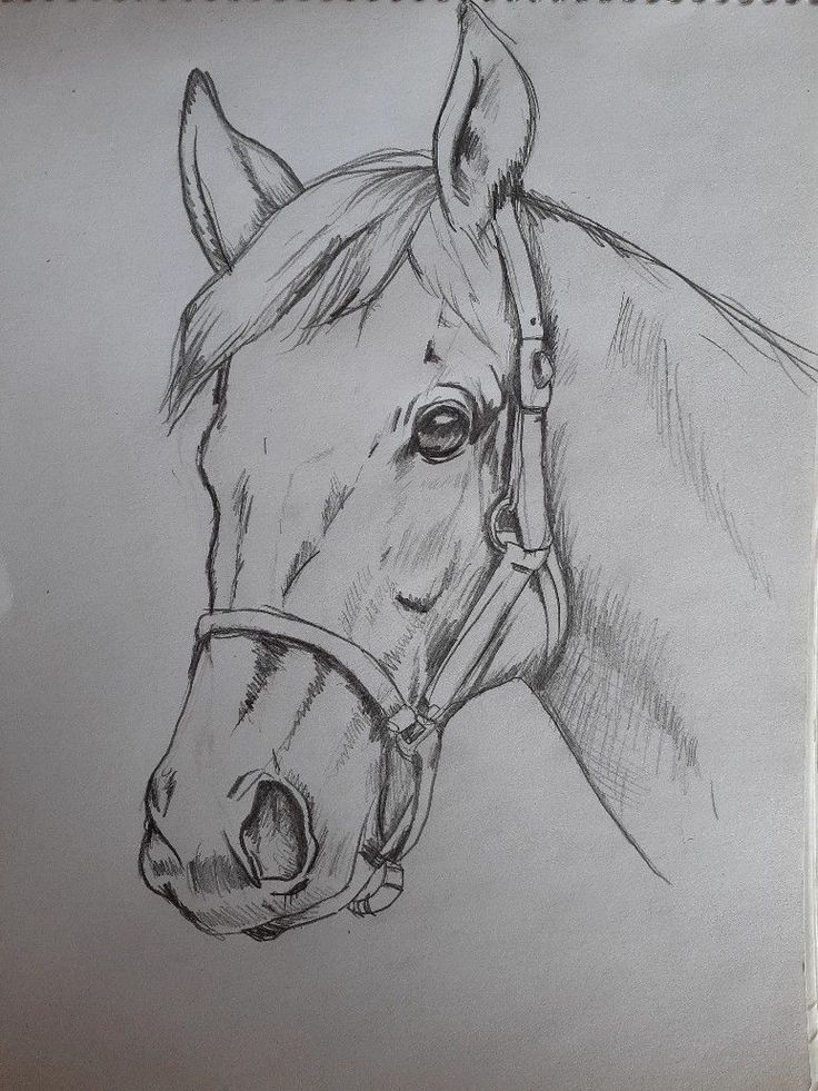 a pencil drawing of a horse's head with a bridle on it