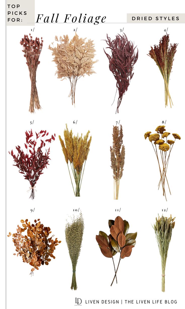 a bunch of different types of dried flowers on a white background with the words fall foliage