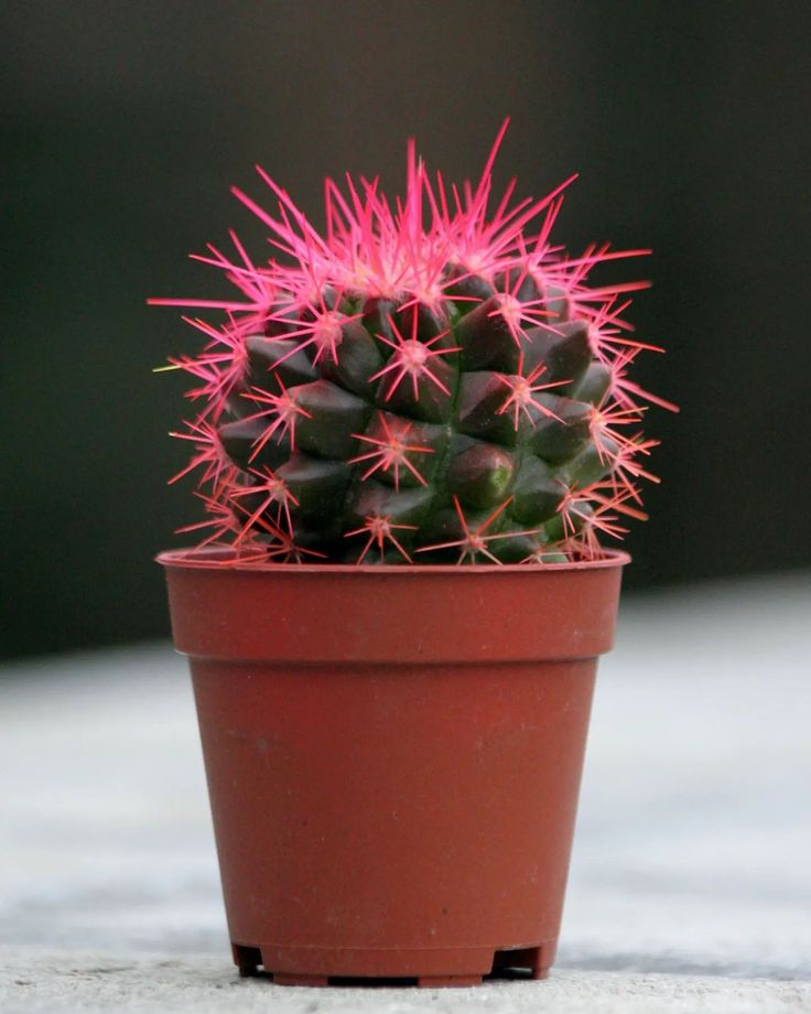 a small pink cactus in a red pot