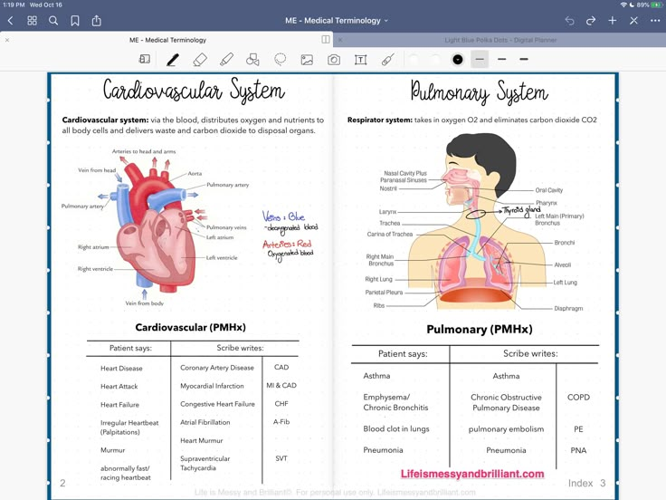 an open book showing the anatomy of the human heart and its major organs, including the lungs