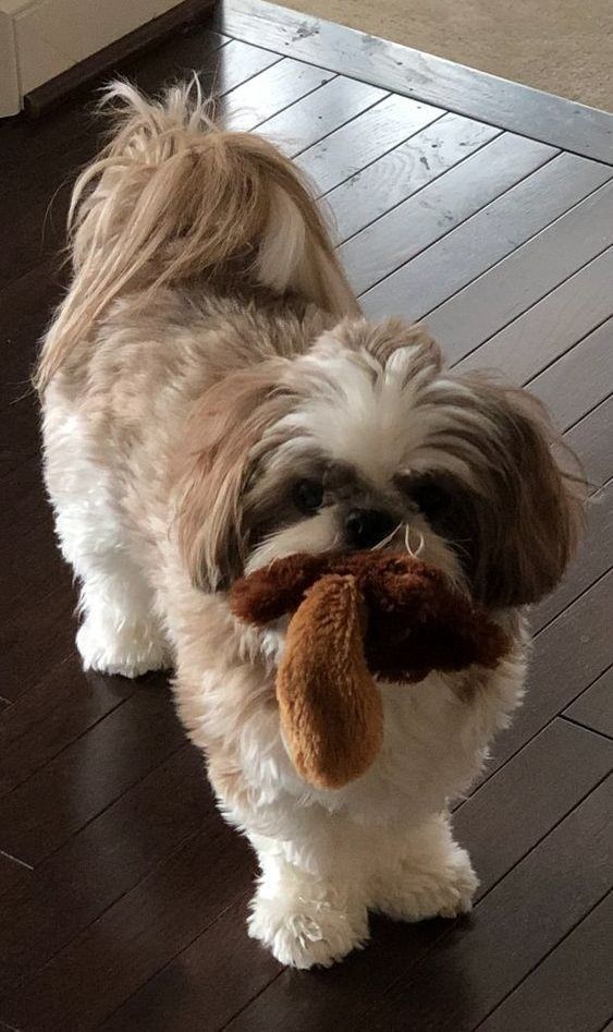 a small dog holding a stuffed animal in it's mouth on a wooden floor