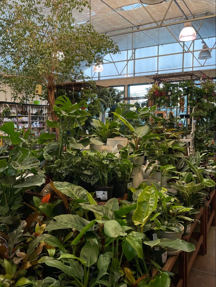 many plants are growing in the greenhouse