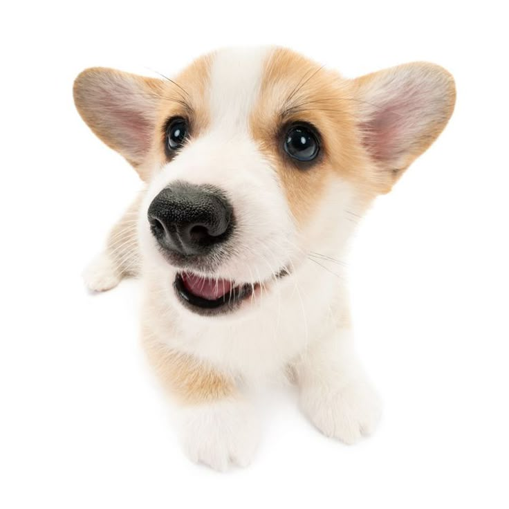 a small brown and white dog laying down