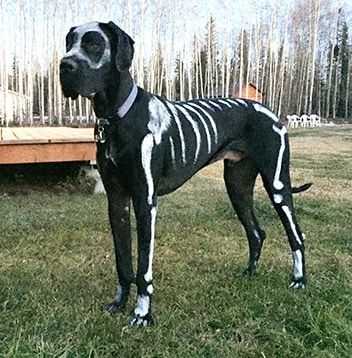 a black and white dog with skeleton paint on it's face standing in the grass