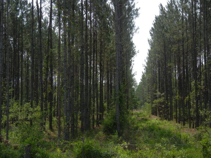 a forest filled with lots of tall trees