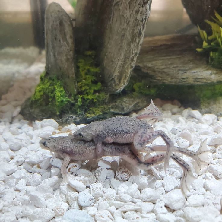 a fish that is sitting on some rocks in an aquarium with gravel and plants around it