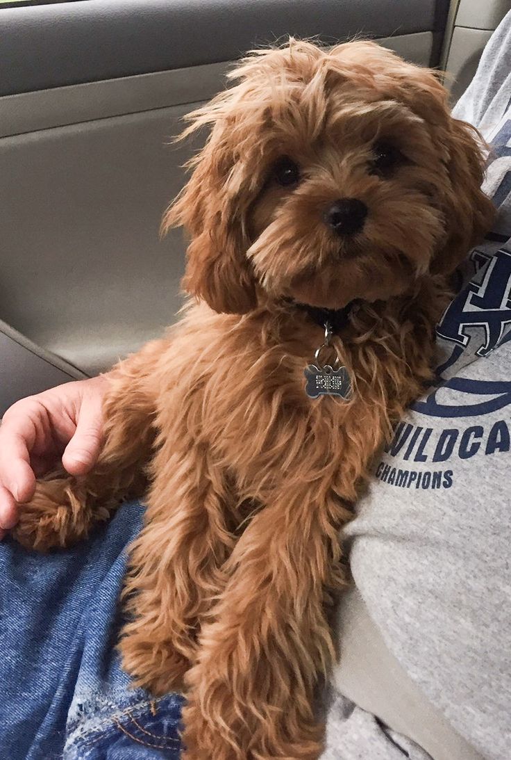 a small brown dog sitting on top of a person's lap in a car