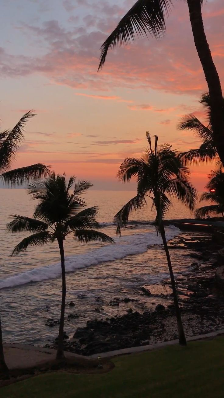 palm trees line the beach as the sun sets