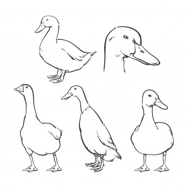 four ducks are standing in the same direction