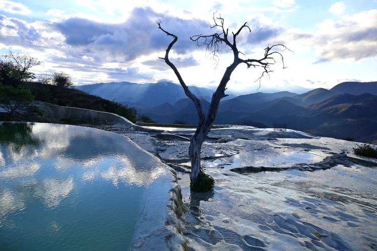 a tree that is standing in the water