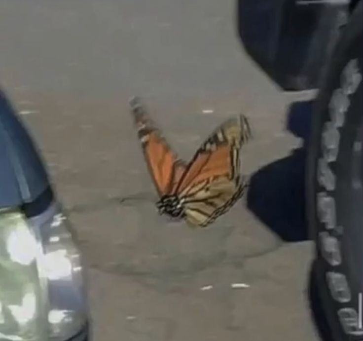 a butterfly is flying in the air next to a car