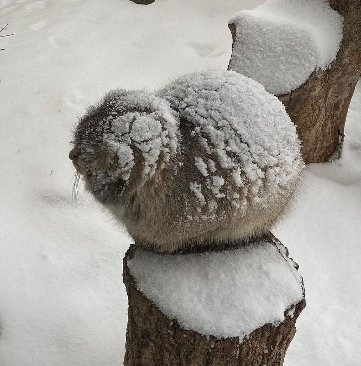 an animal that is sitting on top of a tree stump in the snow with it's eyes closed