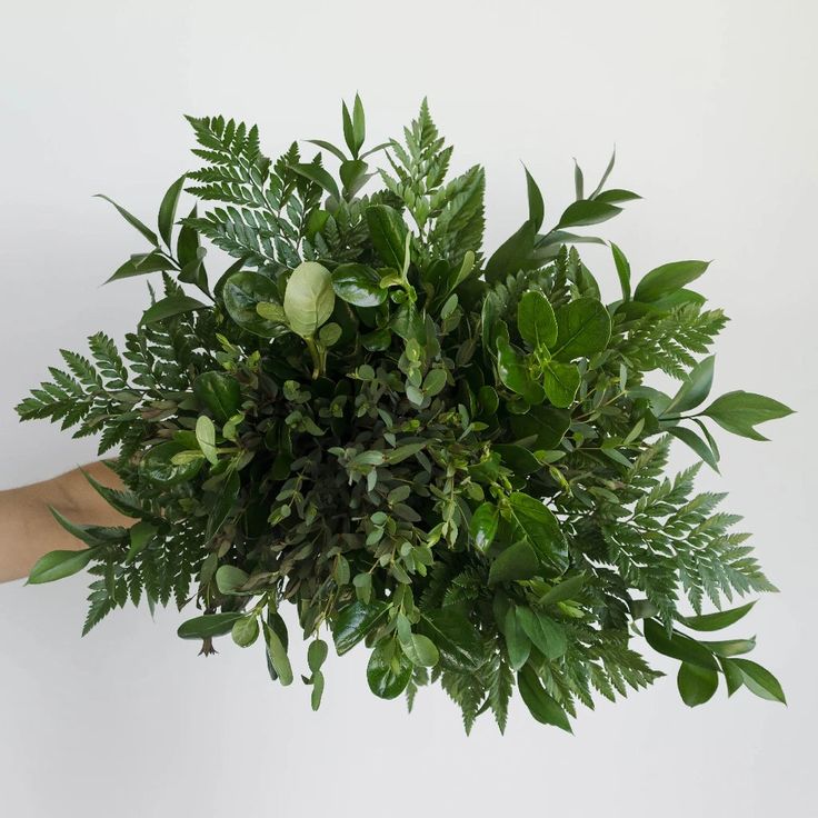 a plant with green leaves on it being held up by someone's hand in front of a white wall