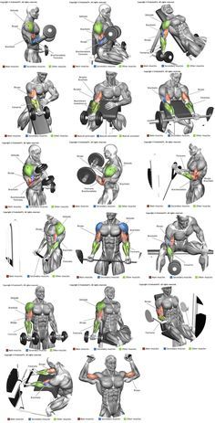 Gym Excersise, Workout Anatomy, Shoulder Workout Routine, Latihan Dada, Trening Sztuk Walki, Gym Antrenmanları, Bodybuilding Diet, Full Workout, Workout Posters