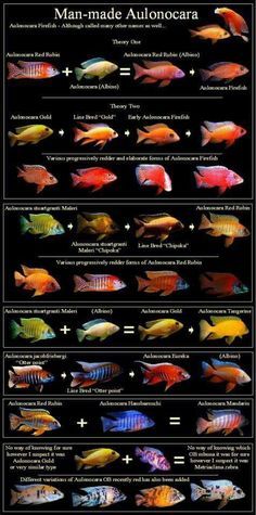 the different types of fish that can be found in aquariums and marine creatures, including tropical