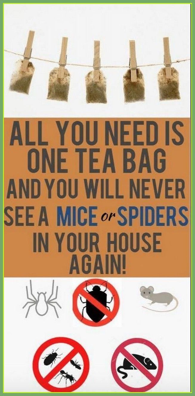 a sign that says all you need is one tea bag and you will never see a mice or spider in your house again