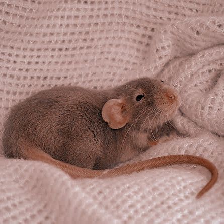 a brown rat sitting on top of a white blanket