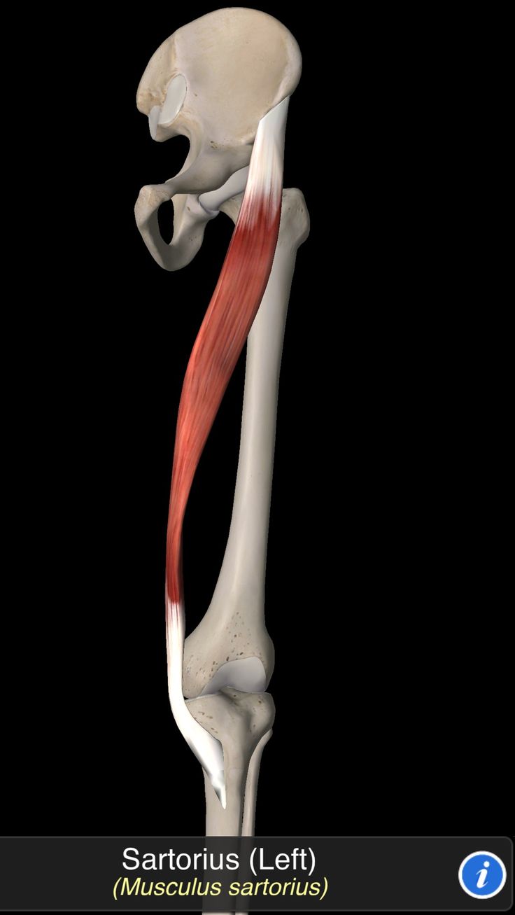 the muscles are shown in this image with an arrow pointing up to it's lower limb